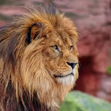 Aslan